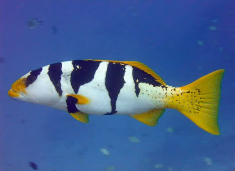 Dokumentasi Plectropomus laevis
