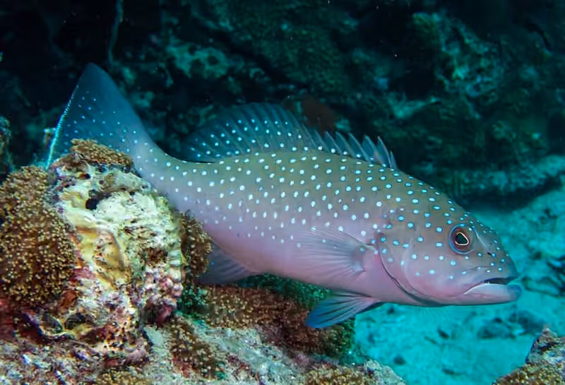 Dokumentasi Plectropomus leopardus