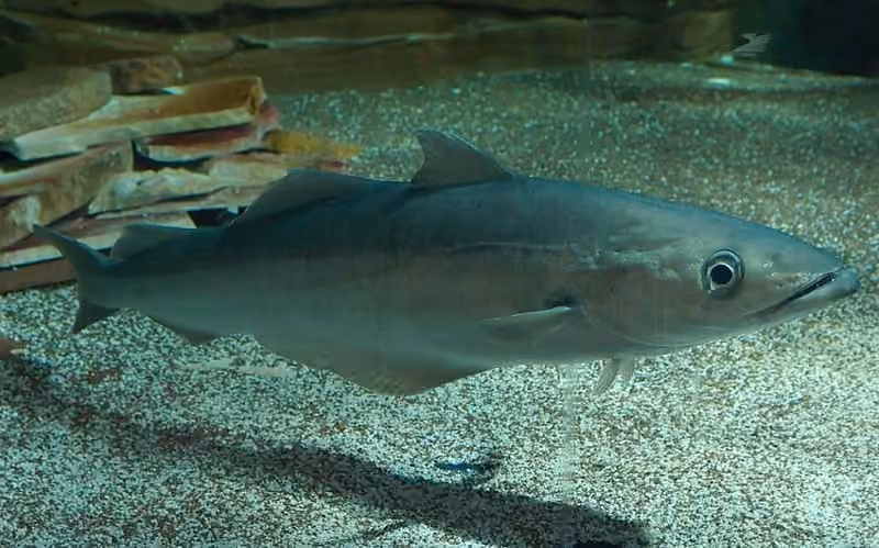Dokumentasi Pollachius pollachius