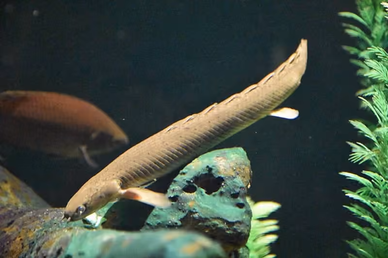 Dokumentasi Polypterus ornatipinnis