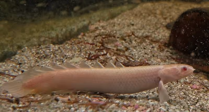 Dokumentasi Polypterus senegalus