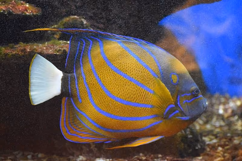Dokumentasi Pomacanthus annularis