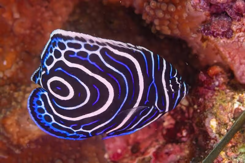 Dokumentasi Pomacanthus imperator