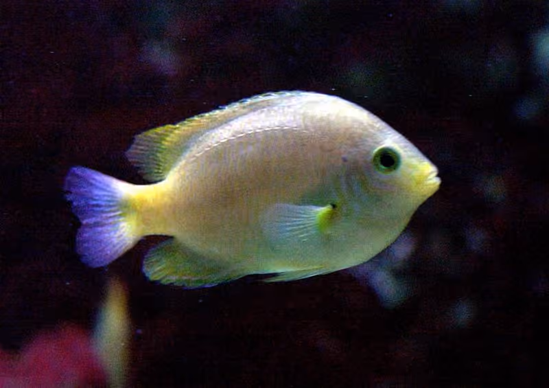 Dokumentasi Pomacentrus moluccensis