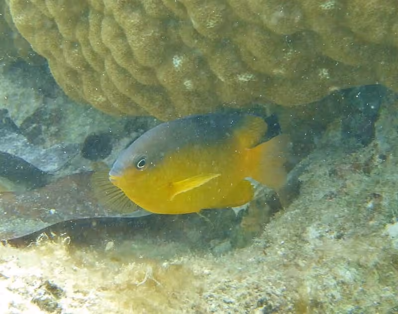 Dokumentasi Pomacentrus simsiang