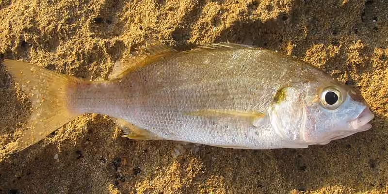 Dokumentasi Pomadasys olivaceus