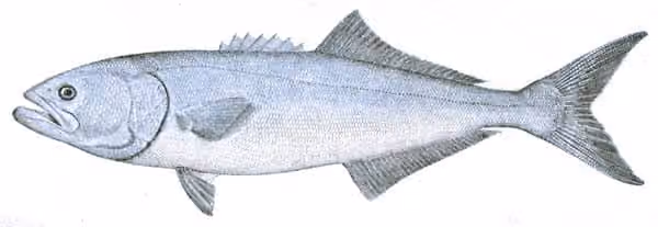 Ilustrasi dokumenter Pomatomus saltatrix.