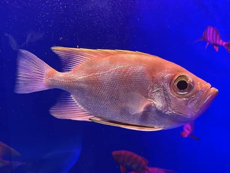 Dokumentasi Priacanthus macracanthus