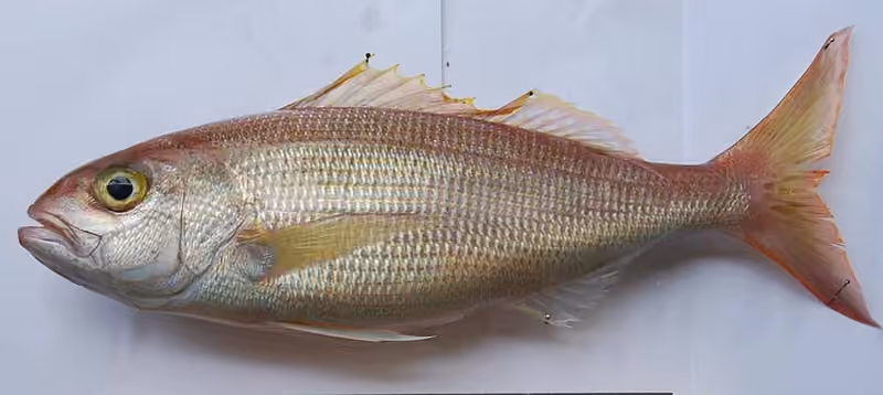 Dokumentasi Pristipomoides filamentosus