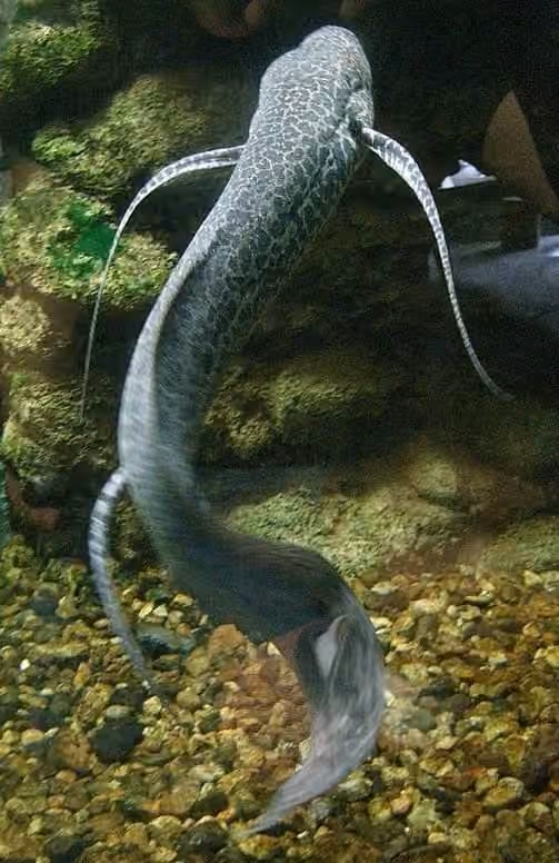 Dokumentasi Protopterus aethiopicus