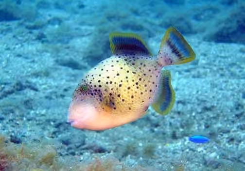 Dokumentasi Pseudobalistes flavimarginatus
