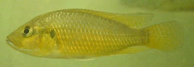 Dokumentasi Pseudocrenilabrus philander