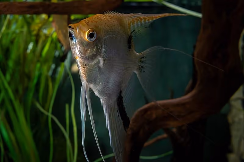 Dokumentasi Pterophyllum scalare