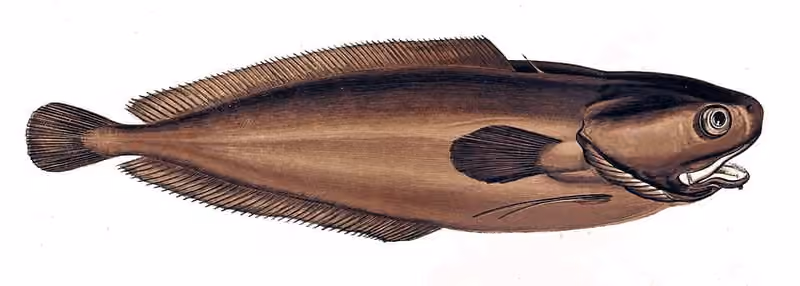 Ilustrasi dokumenter Raniceps raninus.