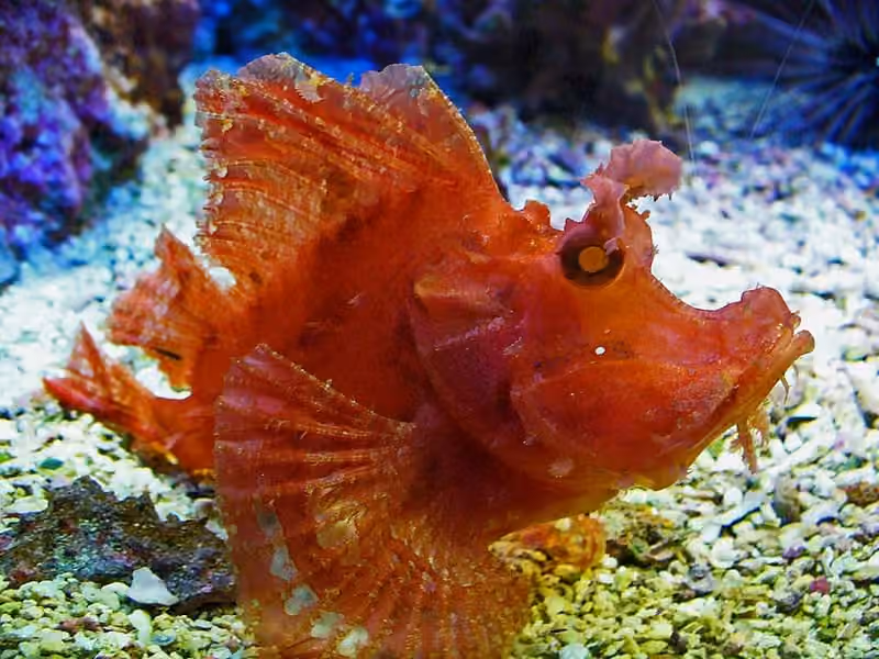 Dokumentasi Rhinopias frondosa