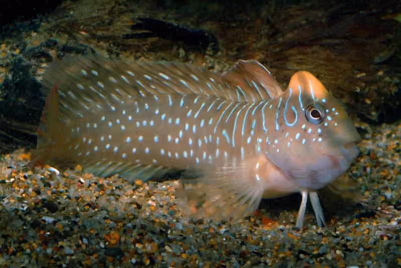 Dokumentasi Salaria pavo