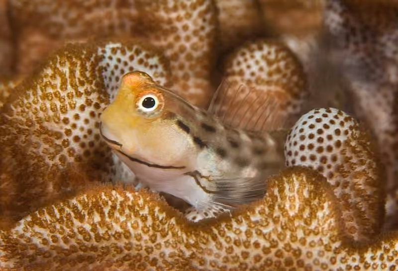 Dokumentasi Salarias sinuosus