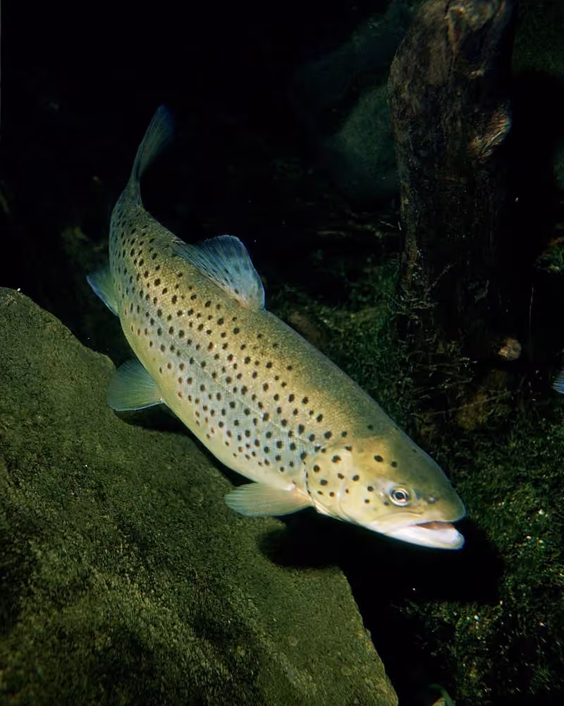 Dokumentasi Salmo trutta