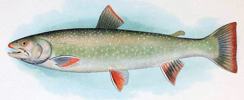 Ilustrasi dokumenter Salvelinus malma.