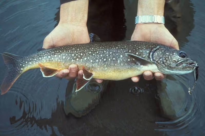 Dokumentasi Salvelinus namaycush