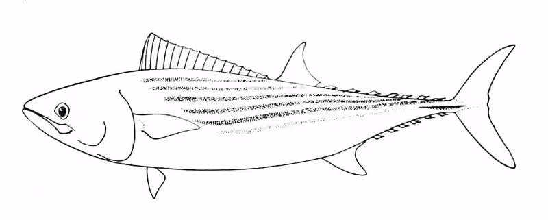 Ilustrasi dokumenter Sarda chiliensis.