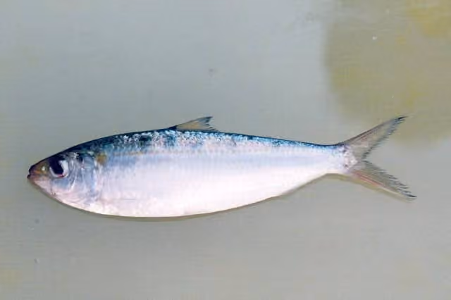 Dokumentasi Sardinella gibbosa