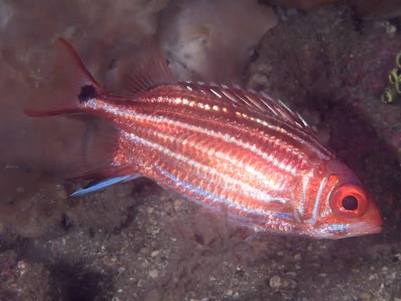 Dokumentasi Sargocentron cornutum