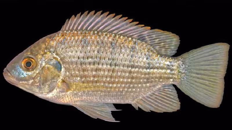 Dokumentasi Sarotherodon galilaeus