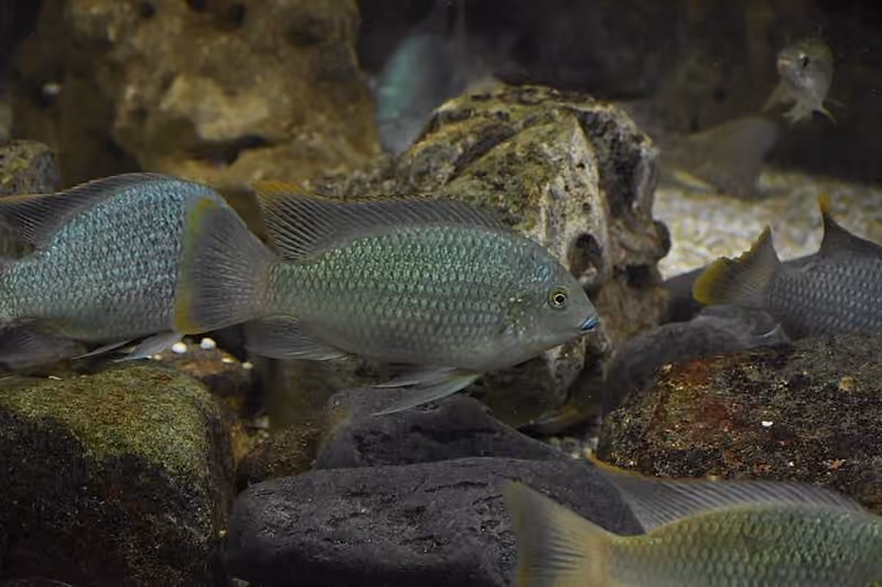 Dokumentasi Sarotherodon melanotheron