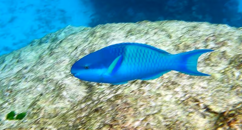 Dokumentasi Scarus oviceps