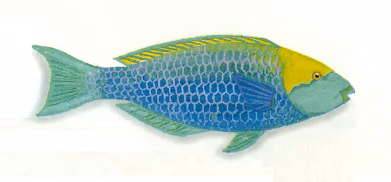 Dokumentasi Scarus prasiognathos
