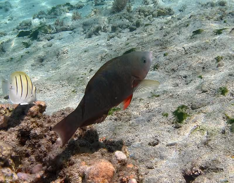 Dokumentasi Scarus psittacus