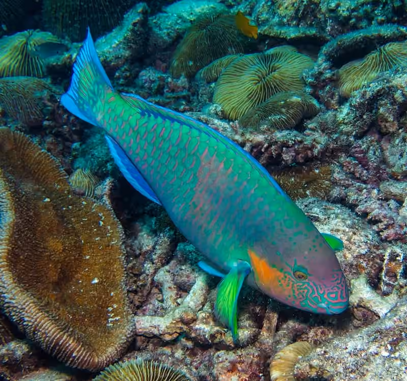 Dokumentasi Scarus rivulatus