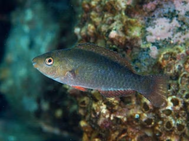 Dokumentasi Scarus schlegeli