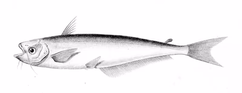 Ilustrasi dokumenter Schilbe mystus.