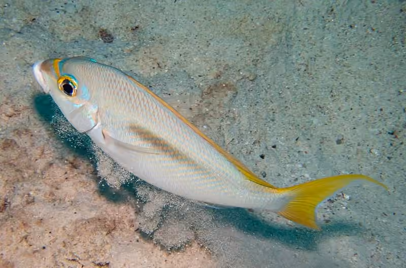 Dokumentasi Scolopsis monogramma