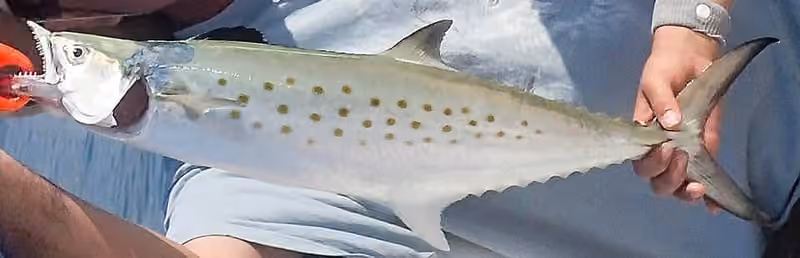 Dokumentasi Scomberomorus maculatus