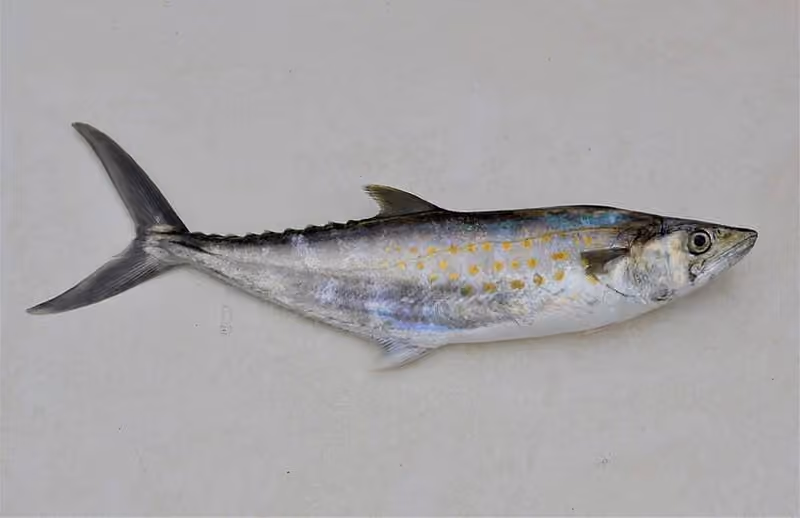 Dokumentasi Scomberomorus sierra