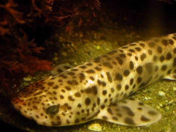 Dokumentasi Scyliorhinus stellaris
