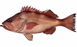 Ilustrasi dokumenter Sebastes alutus.
