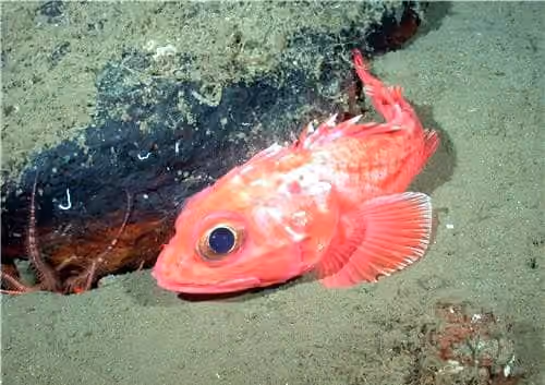 Dokumentasi Sebastolobus alascanus