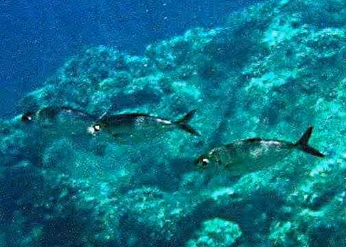 Dokumentasi Selar crumenophthalmus
