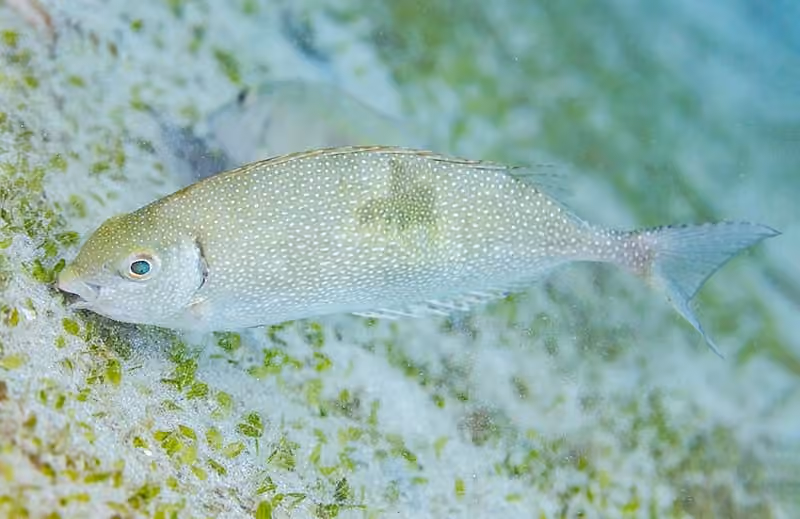 Dokumentasi Siganus canaliculatus
