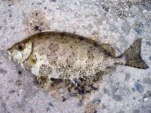 Dokumentasi Siganus fuscescens
