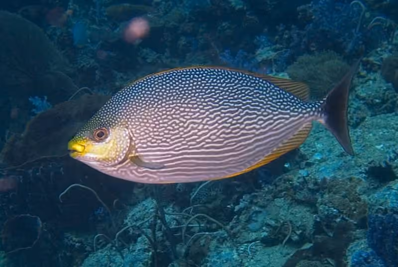 Dokumentasi Siganus javus