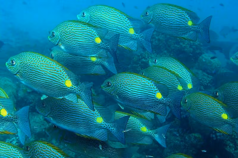 Dokumentasi Siganus lineatus