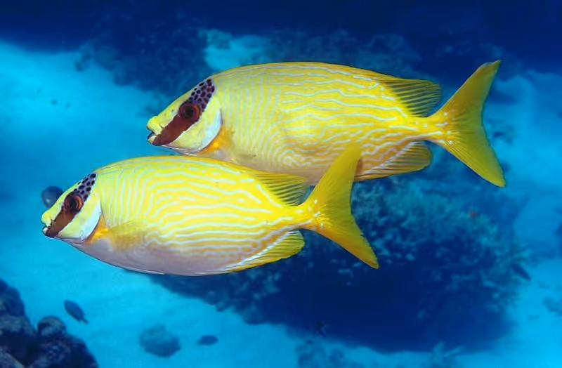 Dokumentasi Siganus puellus
