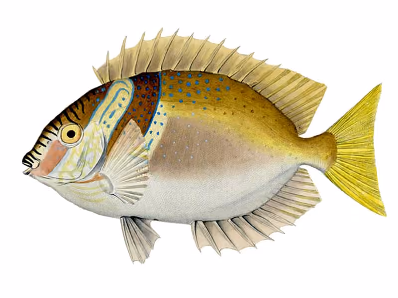 Ilustrasi dokumenter Siganus virgatus.