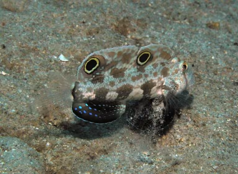 Dokumentasi Signigobius biocellatus