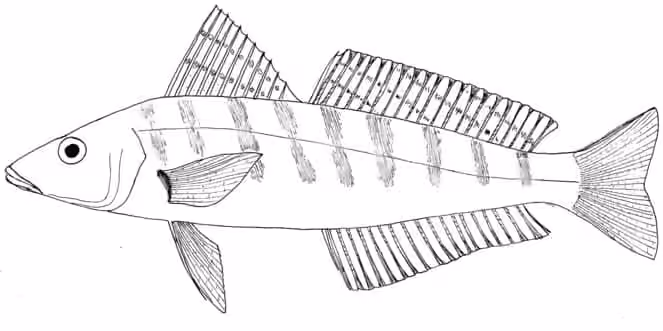 Ilustrasi dokumenter Sillago burrus.